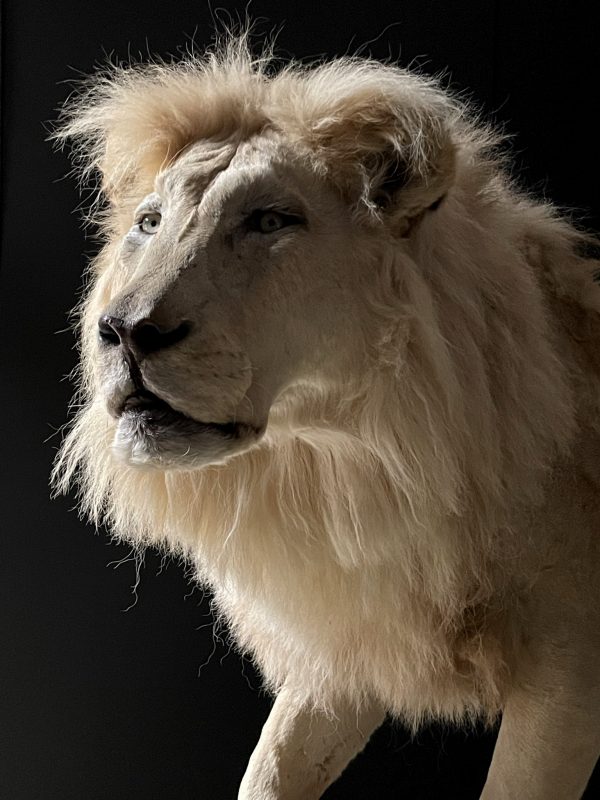 taxidermy white lion