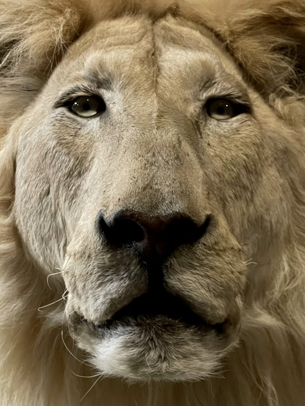 taxidermy white lion