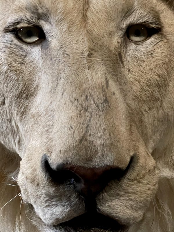 taxidermy white lion