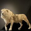 taxidermy white lion