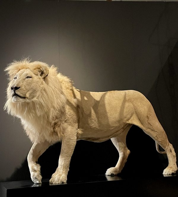 taxidermy white lion