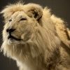 taxidermy white lion