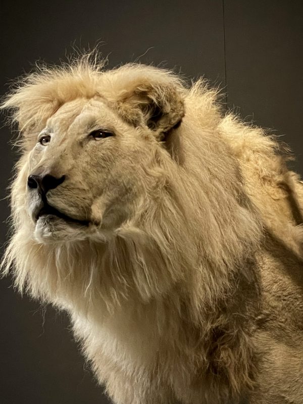 taxidermy white lion