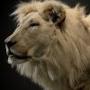 taxidermy white lion