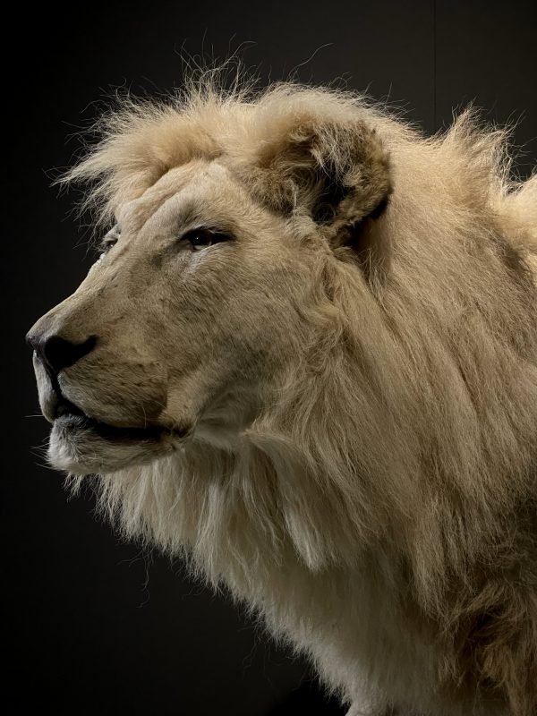 taxidermy white lion