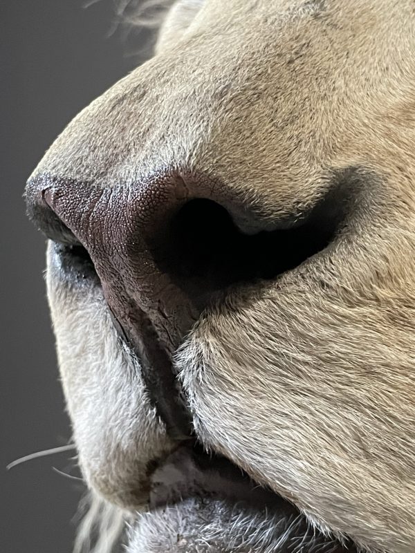 taxidermy white lion