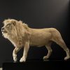 taxidermy white lion