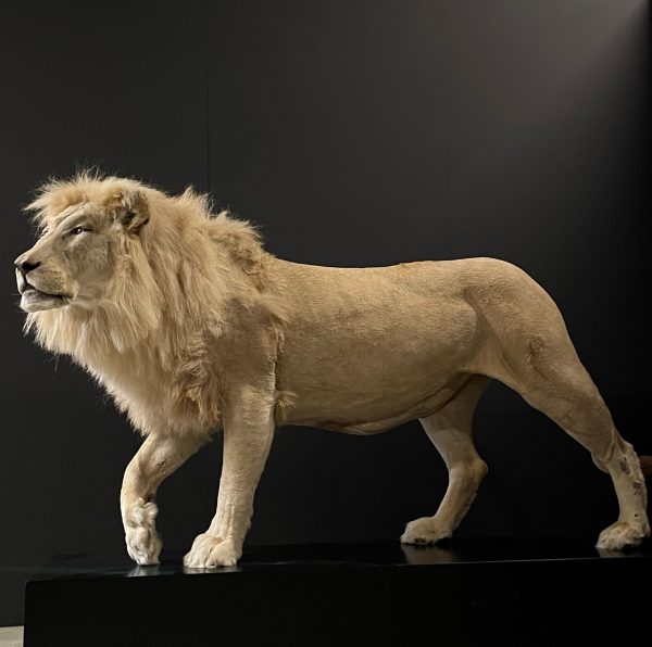 taxidermy white lion