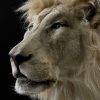 taxidermy white lion