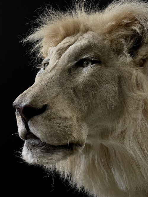 Mounted white lion