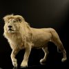 taxidermy white lion