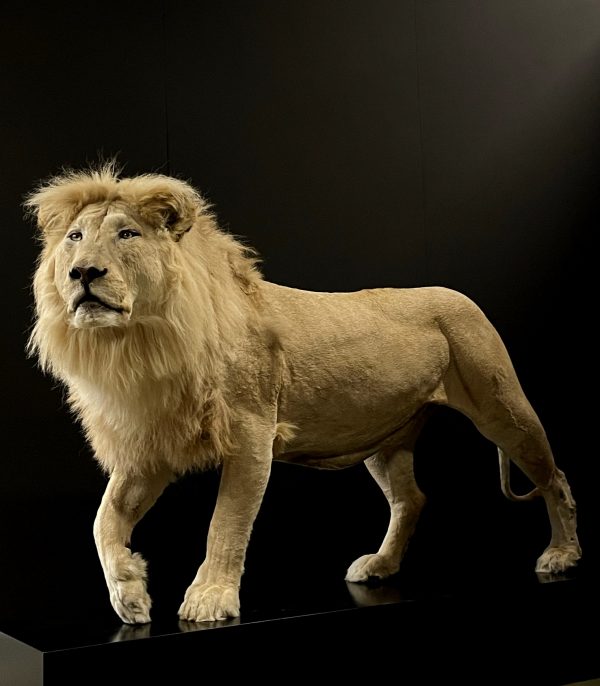 taxidermy white lion