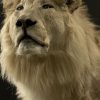 taxidermy white lion