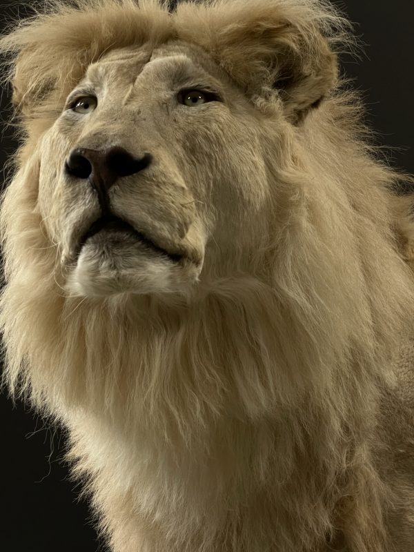 taxidermy white lion