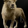 taxidermy white lion