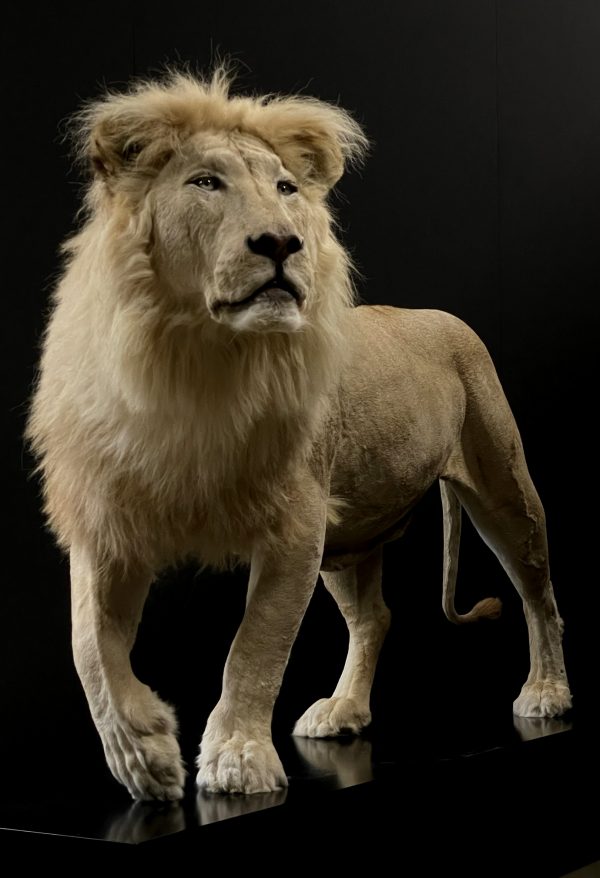 taxidermy white lion