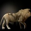 taxidermy white lion