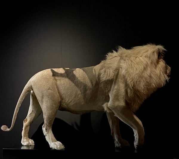 taxidermy white lion