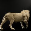 taxidermy white lion