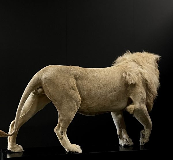 taxidermy white lion