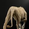 taxidermy white lion