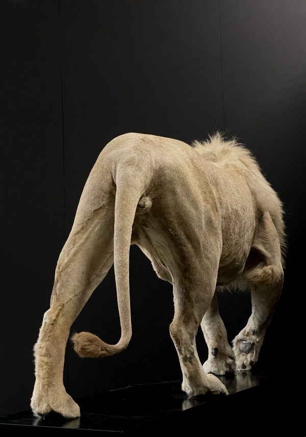 taxidermy white lion