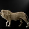 taxidermy white lion