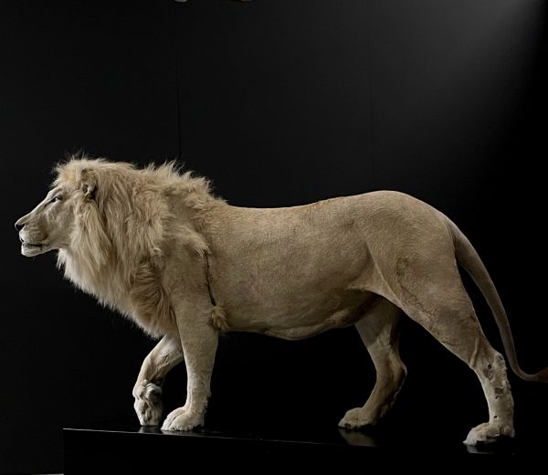 taxidermy white lion