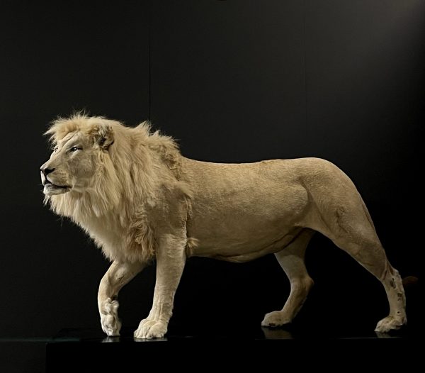 taxidermy white lion