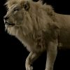 taxidermy white lion