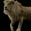 Taxidermy Lion