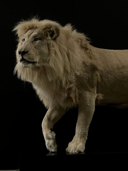 Mounted white lion