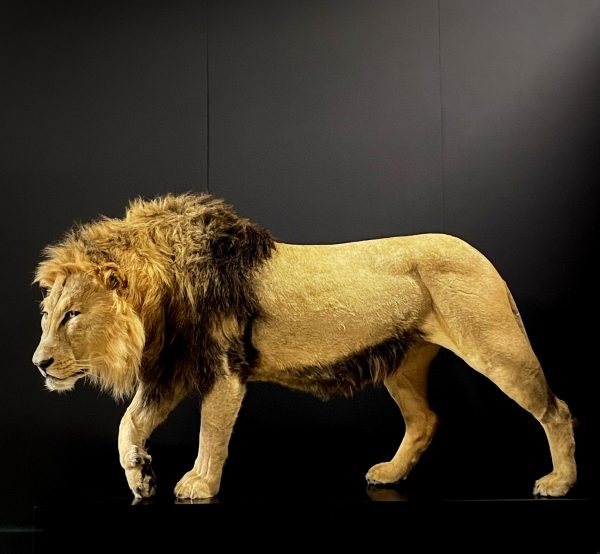 Opgezette leeuw