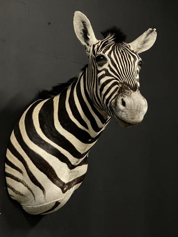 Opgezette zebrakop