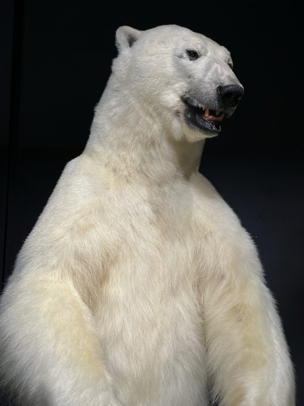 Imposante 0pgezette ijsbeer
