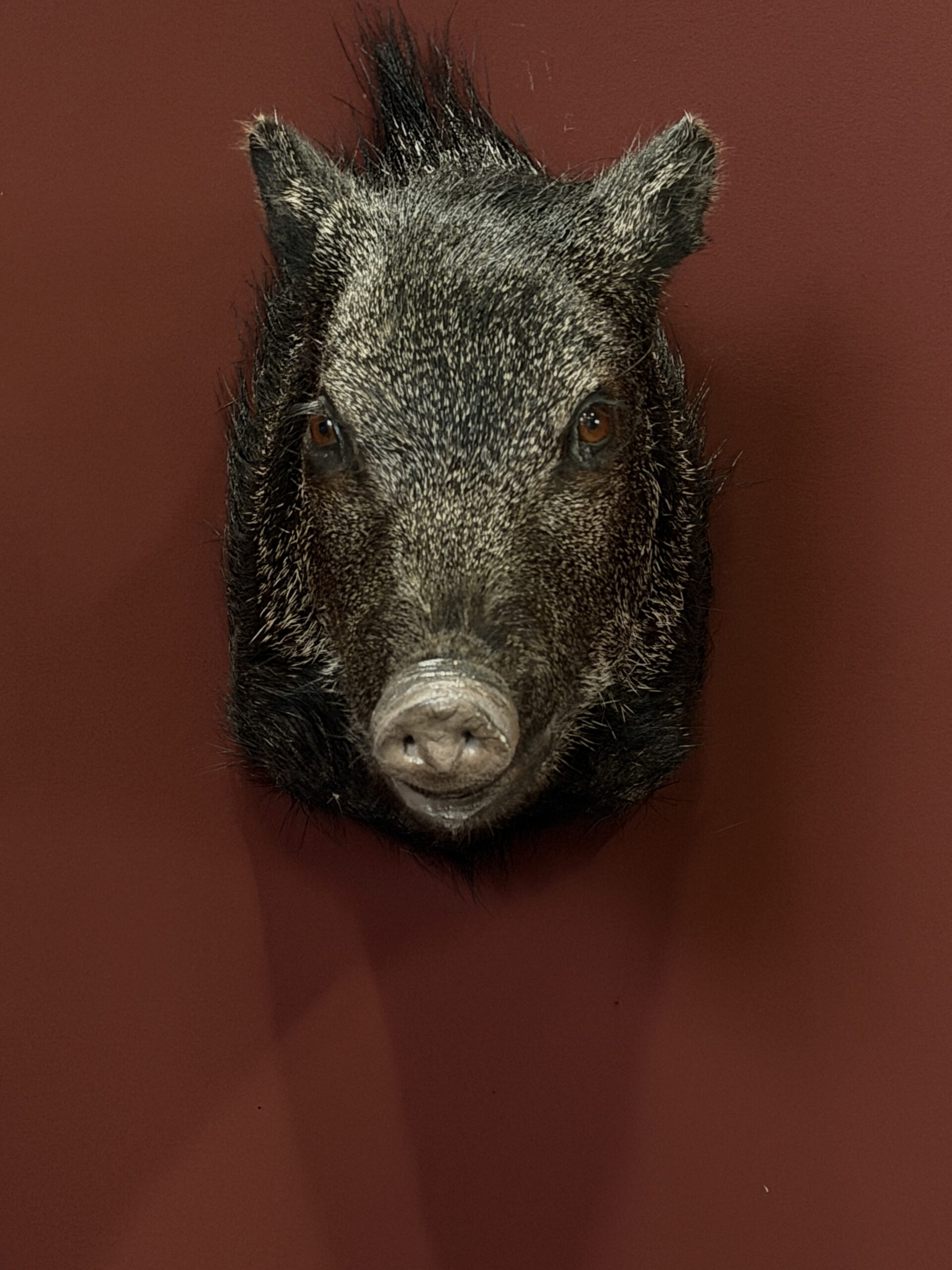 Opgezette kop van Pekari