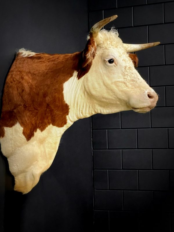 Opgezette kop van een Hereford koe