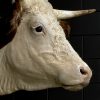 Opgezette kop van een Hereford koe