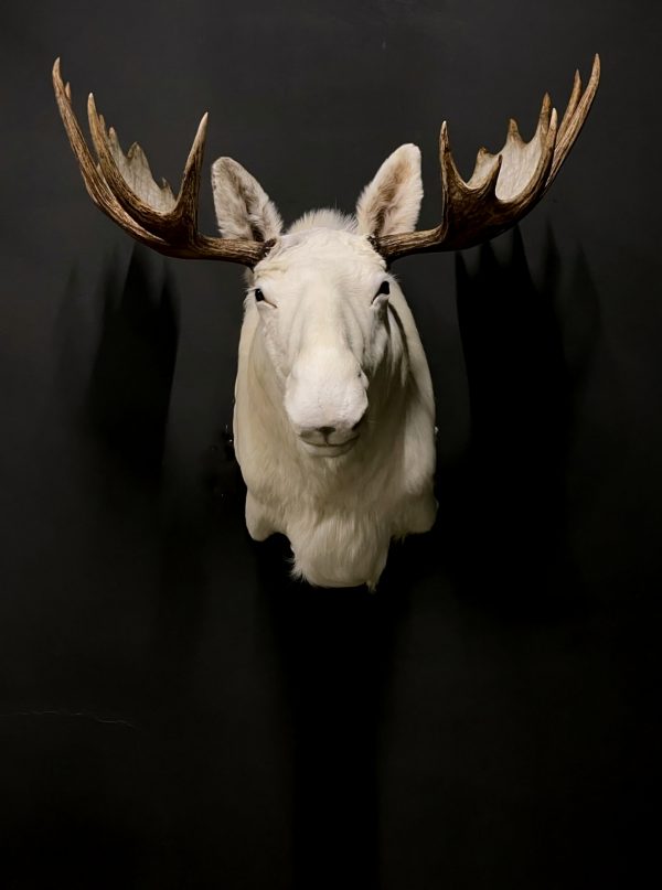 Zeer zeldzame witte Scandinavische eland