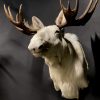 Zeer zeldzame witte Scandinavische eland