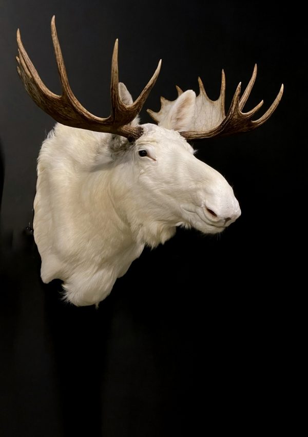 Zeer zeldzame witte Scandinavische eland