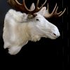 Zeer zeldzame witte Scandinavische eland