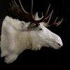 Zeer zeldzame witte Scandinavische eland