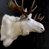 Zeer zeldzame witte Scandinavische eland