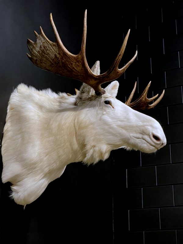 Zeer zeldzame witte Scandinavische eland