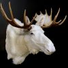 Zeer zeldzame witte Scandinavische eland