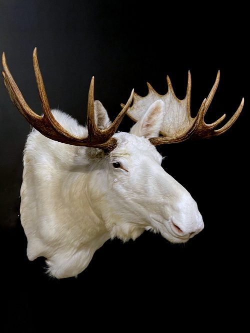 Zeer zeldzame witte Scandinavische eland