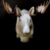 Zeer zeldzame witte Scandinavische eland