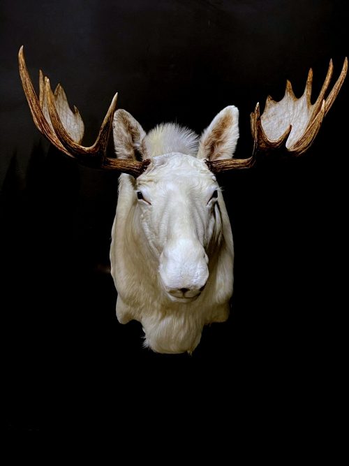 Zeer zeldzame witte Scandinavische eland