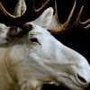 Zeer zeldzame witte Scandinavische eland